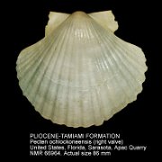 PLIOCENE-TAMIAMI FORMATION Pecten ochlockoneensis